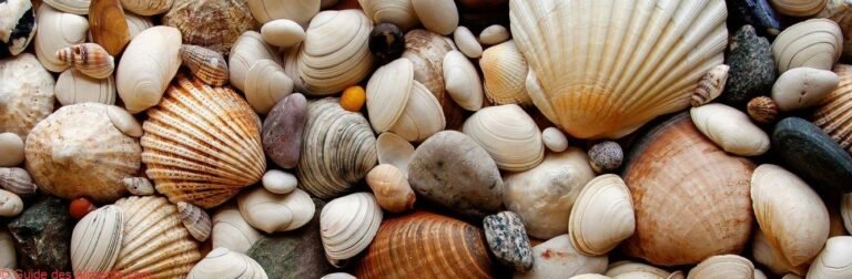 mollusques