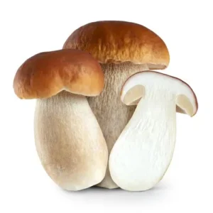 champignons.jpg