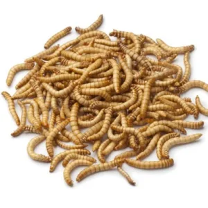 insectes 1.jpg