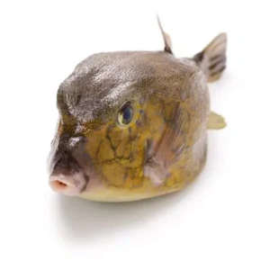 poissons.jpg