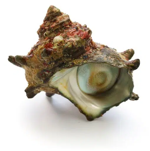 mollusques.jpg
