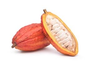 Cacao Criollo