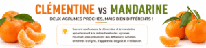 Comparaison entre la Clémentine et la Mandarine