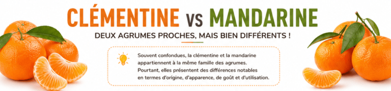 Comparaison entre la Clémentine et la Mandarine